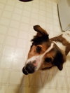 Dory - ADOPTED 08.11.20