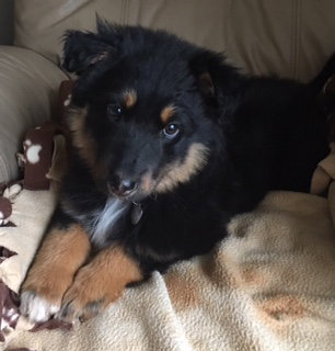 Ar Litter Azalea - ADOPTED 03.10.17