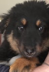 Ar Litter Azalea - ADOPTED 03.10.17