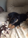 Ar Litter Azalea - ADOPTED 03.10.17