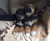 Ar Litter Azalea - ADOPTED 03.10.17