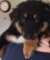 Ar Litter Azalea - ADOPTED 03.10.17