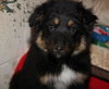 Ar Litter Azalea - ADOPTED 03.10.17