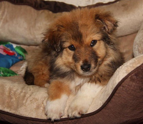Ar Litter Troi - ADOPTED 03.09.17