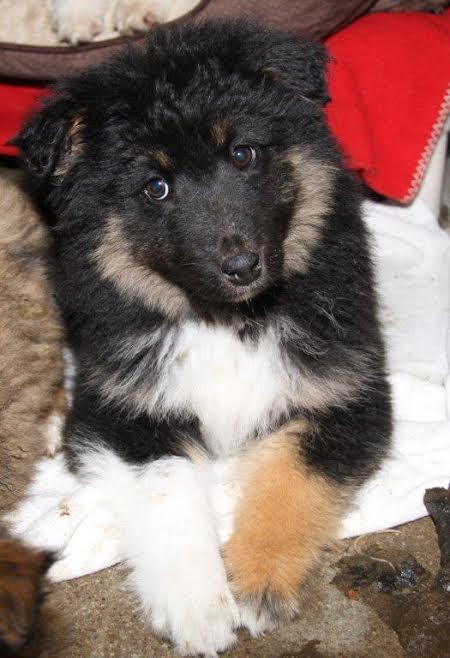 Ar Litter Deanna - ADOPTED 03.09.17