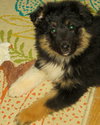 Ar Litter Deanna - ADOPTED 03.09.17