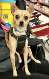 April - ADOPTED 04.10.17