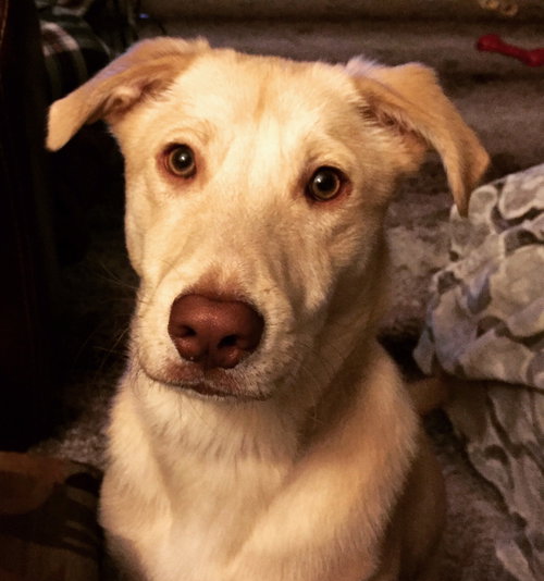 Forrest - ADOPTED 04.10.17