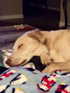 Forrest - ADOPTED 04.10.17