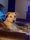 Forrest - ADOPTED 04.10.17