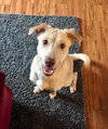 Forrest - ADOPTED 04.10.17