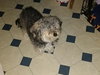 Swifter - ADOPTED 03.20.17