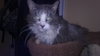 Gixer - ADOPTED 08.13.17