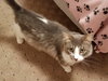 Gixer - ADOPTED 08.13.17