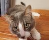 Gixer - ADOPTED 08.13.17