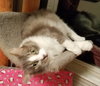 Gixer - ADOPTED 08.13.17