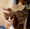 Gixer - ADOPTED 08.13.17