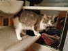 Gixer - ADOPTED 08.13.17