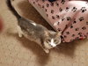 Gixer - ADOPTED 08.13.17