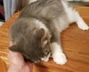Gixer - ADOPTED 08.13.17