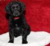 Blackberry - ADOPTED 04.13.17