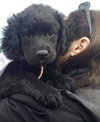 Blackberry - ADOPTED 04.13.17
