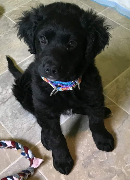 Blackberry - ADOPTED 04.13.17