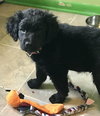 Blackberry - ADOPTED 04.13.17
