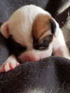 Br Litter Asiago - ADOPTED 05.18.17