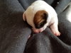 Br Litter Asiago - ADOPTED 05.18.17