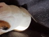 Br Litter Asiago - ADOPTED 05.18.17
