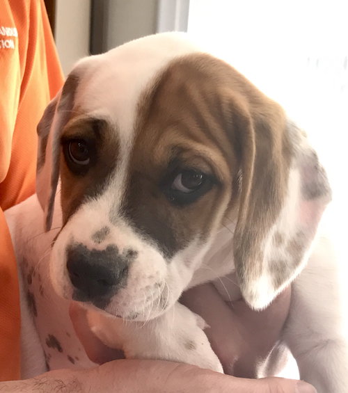 Br Litter Asiago - ADOPTED 05.18.17