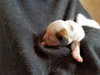 Br Litter Colby - ADOPTED 07.09.17
