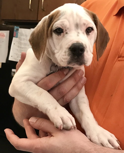 Br Litter Colby - ADOPTED 07.09.17