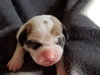 Br Litter Romano - ADOPTED 05.07.17
