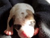 Br Litter Romano - ADOPTED 05.07.17