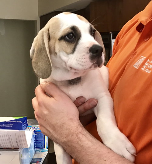 Br Litter Romano - ADOPTED 05.07.17