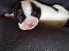 Br Litter Swiss - ADOPTED 05.06.17