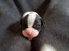 Br Litter Swiss - ADOPTED 05.06.17