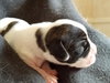 Br Litter Swiss - ADOPTED 05.06.17
