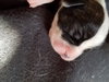 Br Litter Swiss - ADOPTED 05.06.17