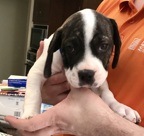 Br Litter Swiss - ADOPTED 05.06.17