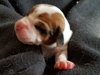 Br Litter Gouda - ADOPTED 05.06.17