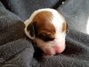 Br Litter Gouda - ADOPTED 05.06.17