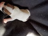Br Litter Gouda - ADOPTED 05.06.17