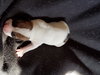 Br Litter Gouda - ADOPTED 05.06.17
