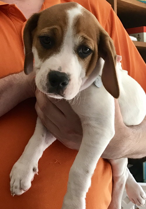 Br Litter Gouda - ADOPTED 05.06.17