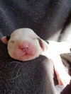 Br Litter Havarti - ADOPTED 05.17.17