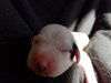 Br Litter Havarti - ADOPTED 05.17.17