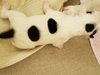 Br Litter Havarti - ADOPTED 05.17.17